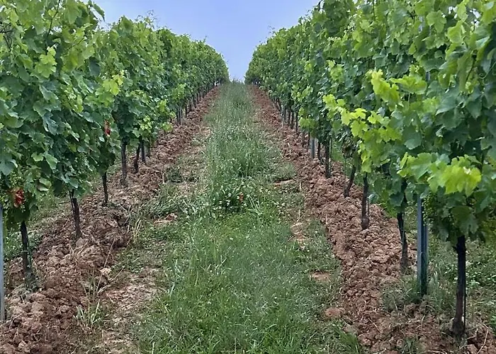 Villa Les Ecrivains At Domaine Le Touran Near Saint Emilion