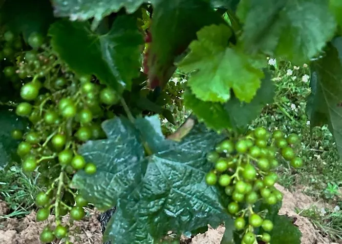 Les Ecrivains At Domaine Le Touran Near Saint Emilion *